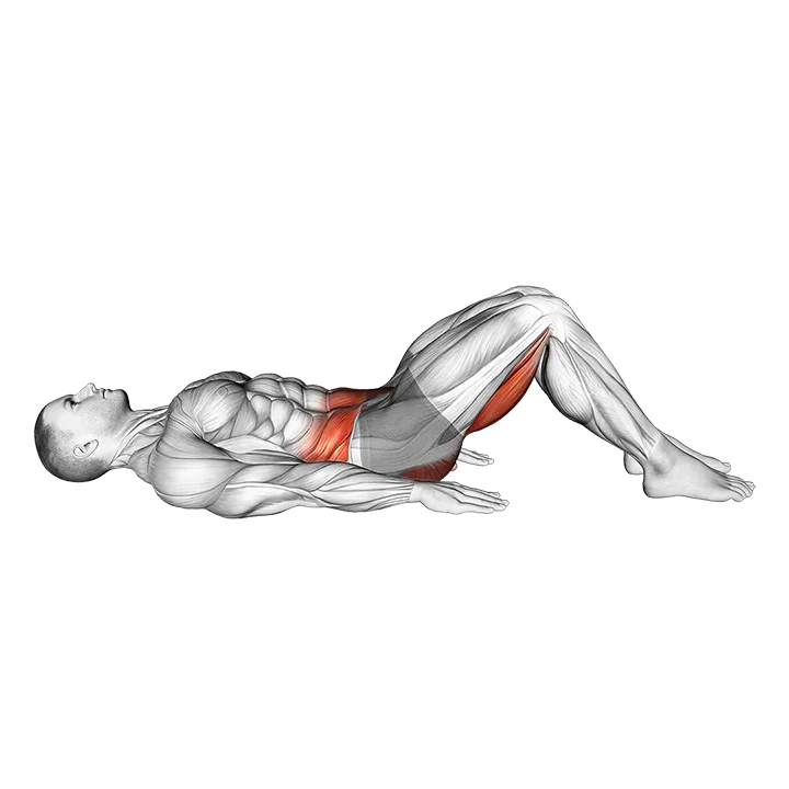 Hamstring Bridge exercise animation (Male)