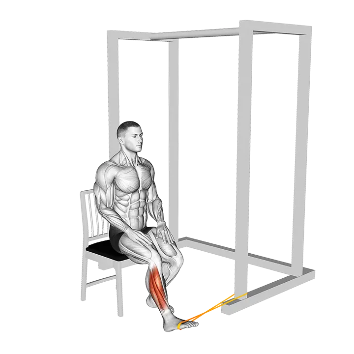 Resistance Band Seated Eversion Foot exercise animation (Male)