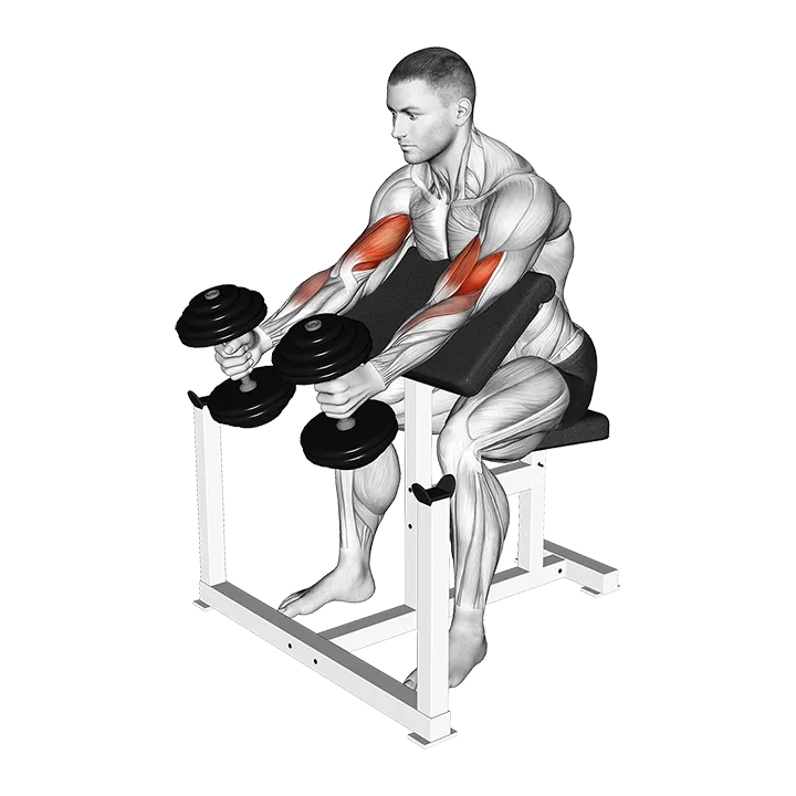 Dumbbell Preacher Swing Curl exercise animation (Male)