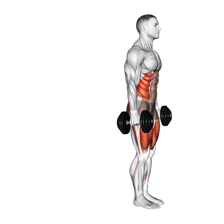 Dumbbell Curtsey Lunge exercise animation (Male)
