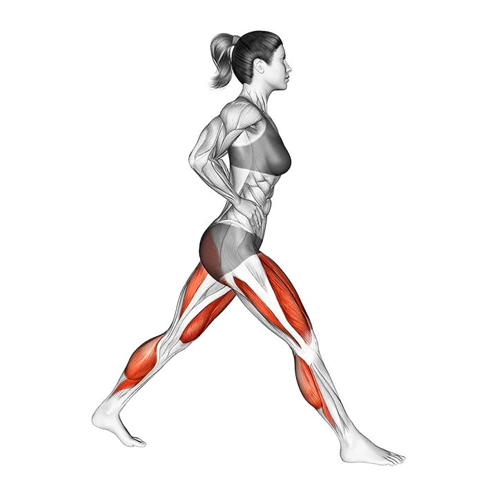 Split Squat Heel Raise exercise animation (Female)