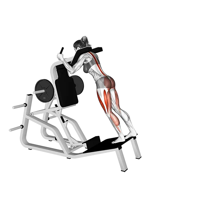 Lever Single Leg Deadlift on Hack Squat Machine exercise animation (Female)