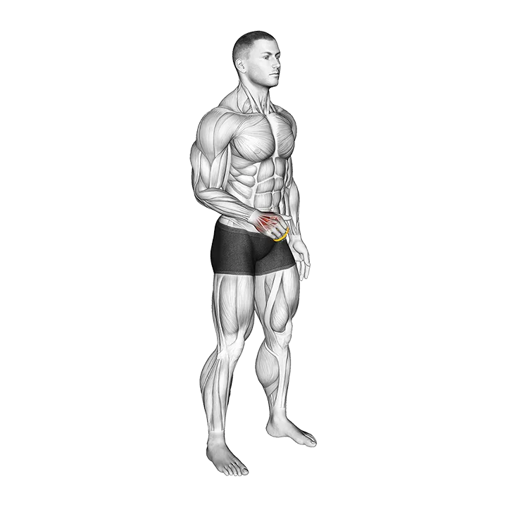 Resistance Band Fingers Extension exercise animation (Male)