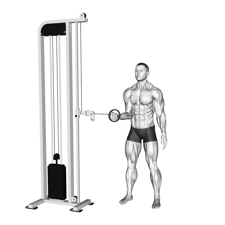 Cable Forearm Pronation exercise animation (Male)