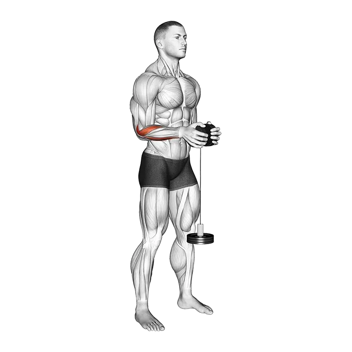 Neutral Wrist Roller exercise animation (Male)