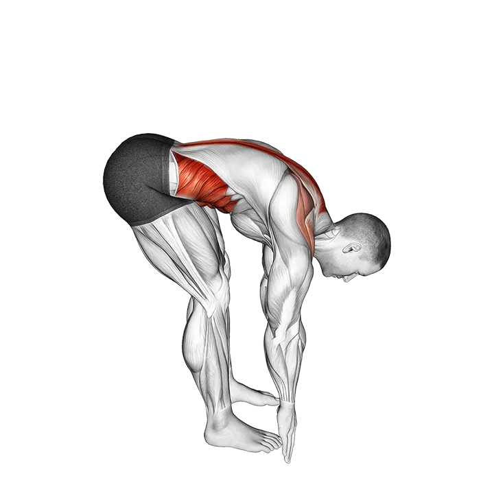 Bent Over Back Extension Scapular Adduction exercise animation (Male)