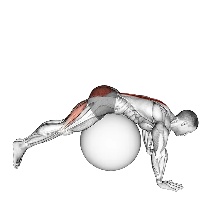 Reverse Hyperextension on Stability Ball exercise animation (Male)