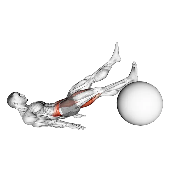 Straight Hip Single Leg Curl on Stability Ball exercise animation (Male)