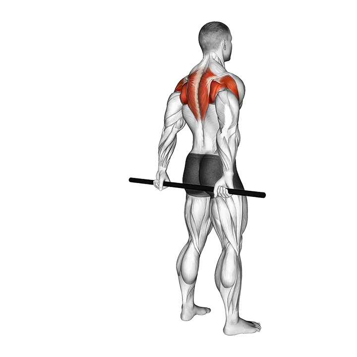 Stick Standing Shoulder Mobilization in Extension exercise animation (Male)