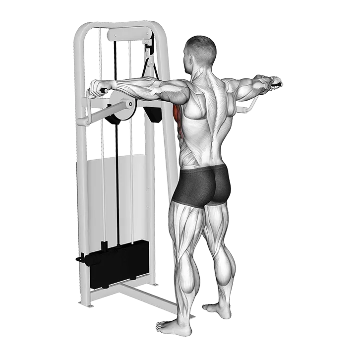 Lever Standing Pec Fly exercise animation (Male)