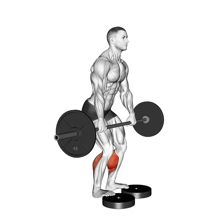 Barbell Standing Bent Knee Calf Raise from Deficit exercise animation (Male)