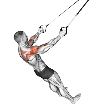 Suspender Rear Delt Row