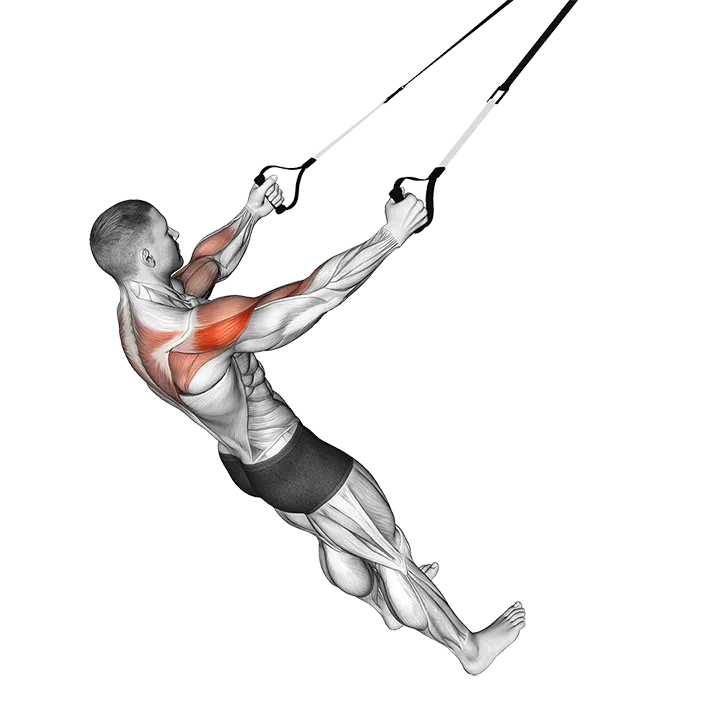Suspender Rear Delt Row exercise animation (Male)
