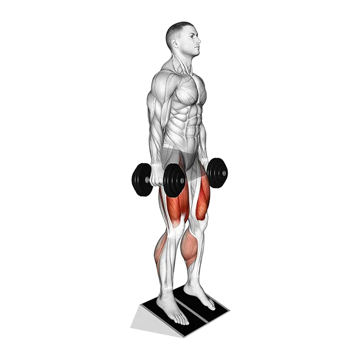Dumbbell Elevated Heel Front Squat exercise animation (Male)
