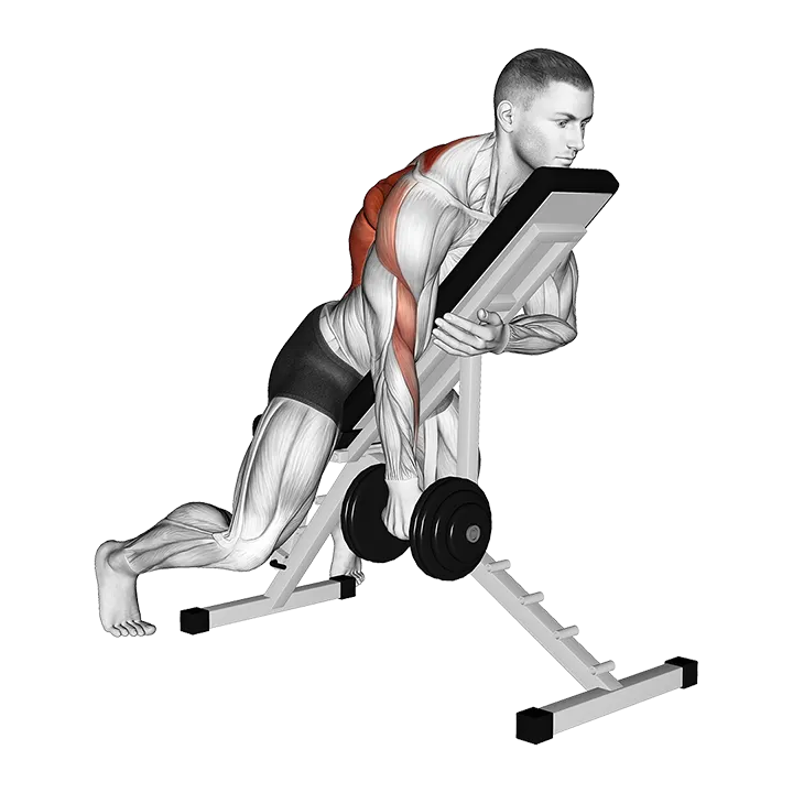 Dumbbell Single Arm Row with Chest Supported exercise animation (Male)