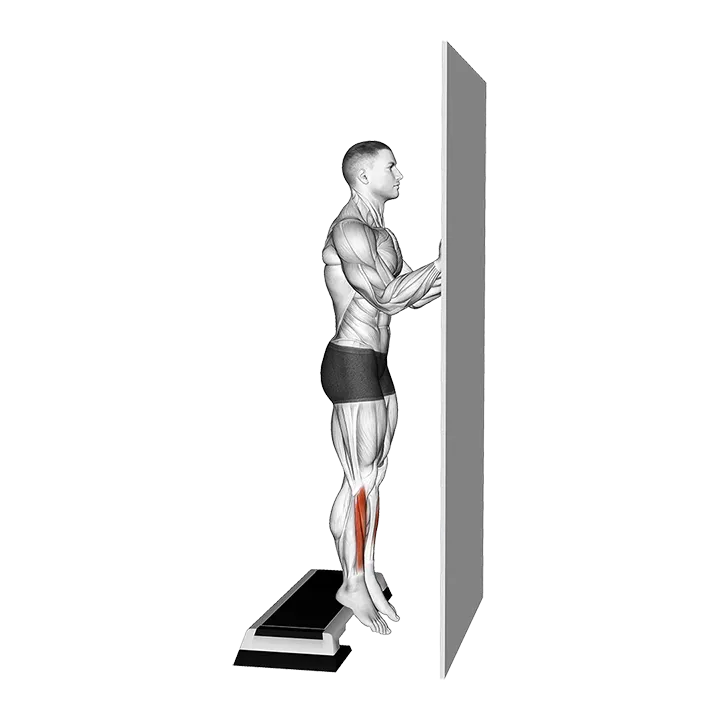Standing Tibialis Raise Wall Supported exercise animation (Male)