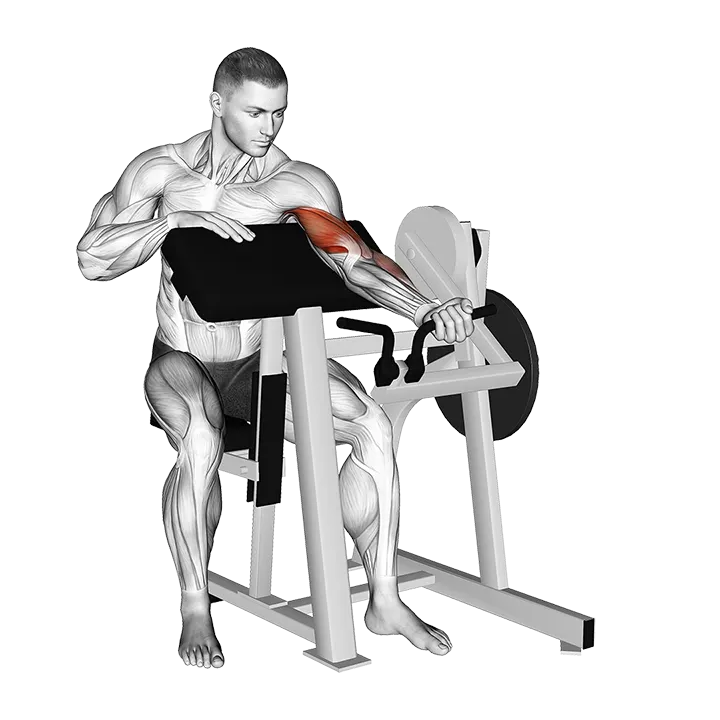 Lever Single Arm Preacher Curl (plate loaded) exercise animation (Male)