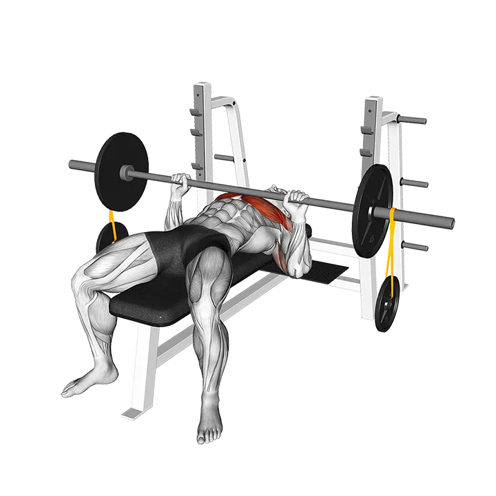 Barbell Banded Weighted Plate Bench Press exercise animation (Male)